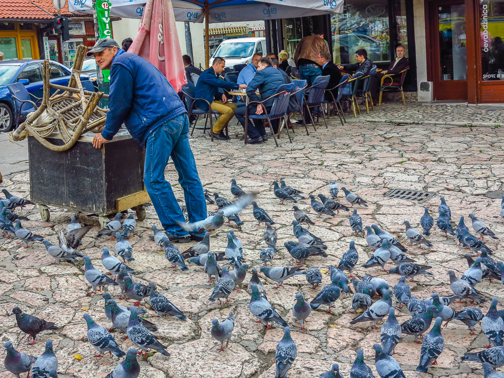 Pigeon Pied Piper