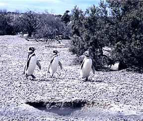 penquins